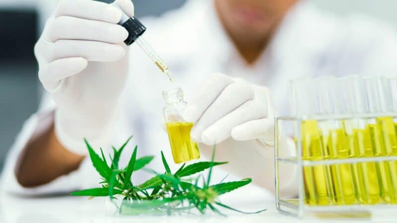 שמן CBD
